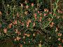 Rhodo spinnliterum